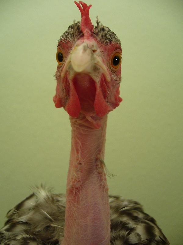 Munster 2009 279.jpg - Zwerg Nackthalshühnergesperbert von Thomas Müller